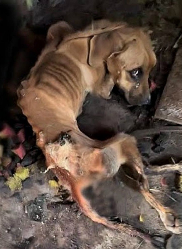 Ils ont été retrouvés abandonnés dans un garage encombré à Allenton, dans le Derbyshire.