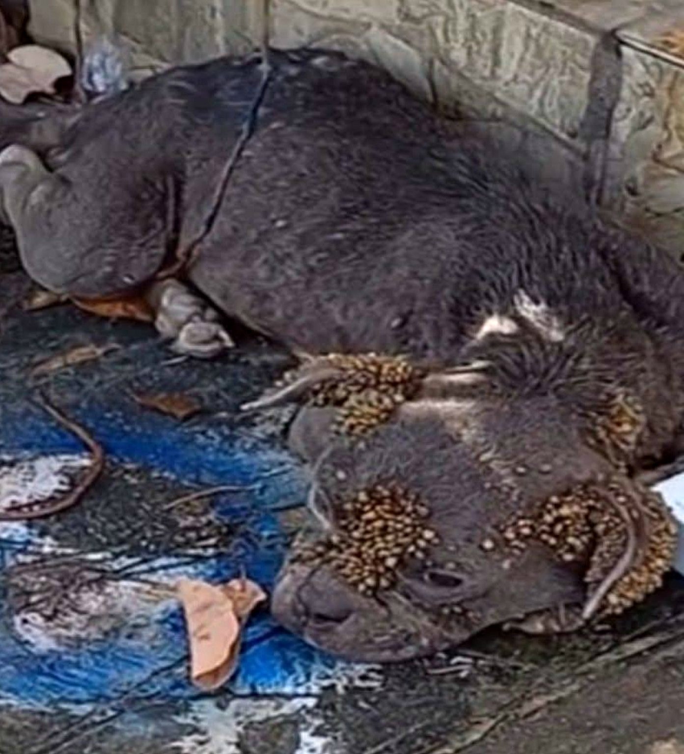 Clay sur pattes : une histoire de sauvetage et de nouveau départ