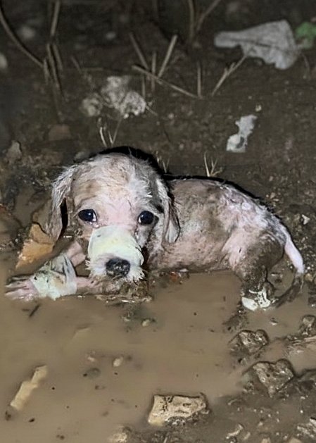 L’histoire déchirαnte de Repollita, le chiot qui…