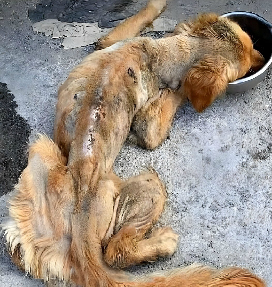 L’incroyable histoire du sauvetage d’un chien sans abri : un chemin vers la guérison et l’espoir