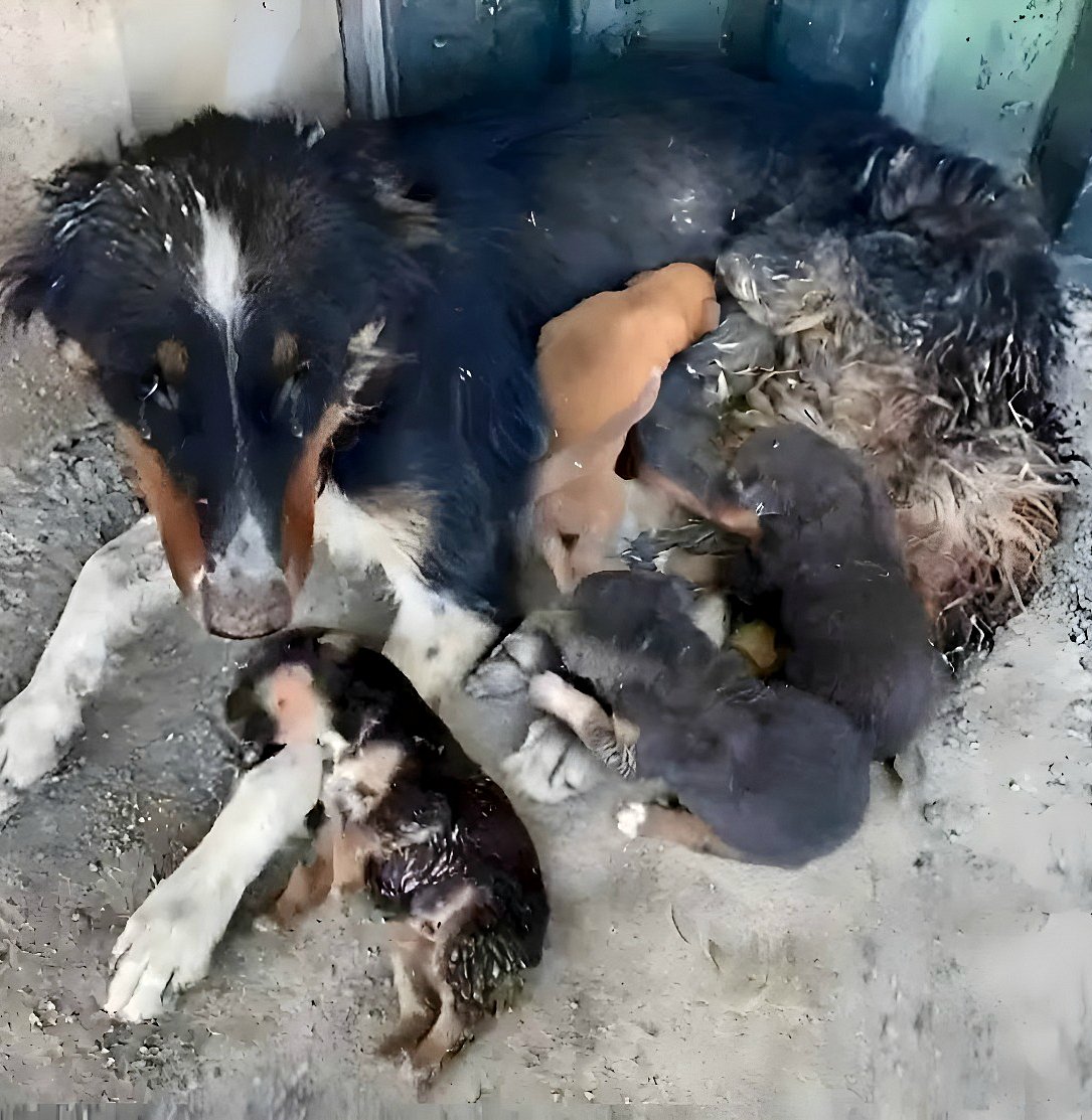 Abandonnée au milieu de la rue avec ses chiots nouveau-nés