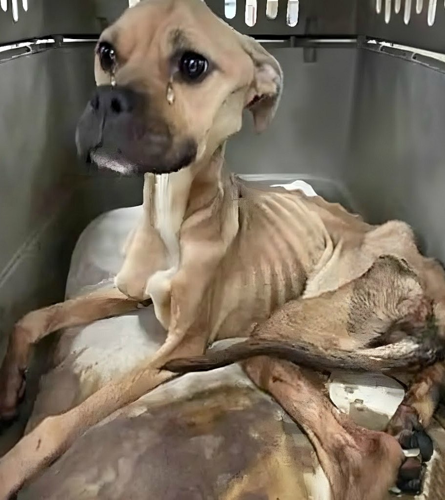 Une histoire d’espoir et de reconstruction : Leah