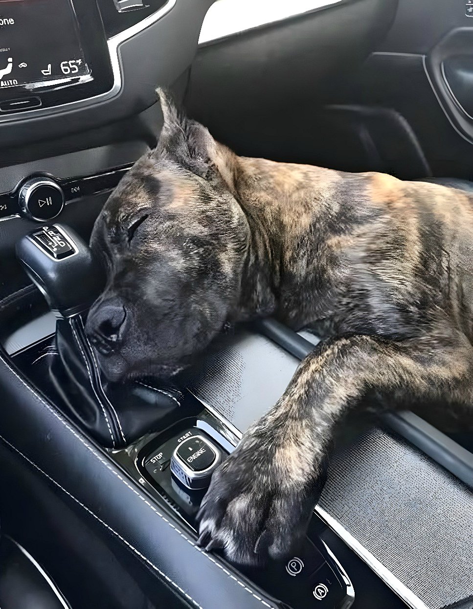 Sa respiration était superficielle, son corps tremblait d’épuisement.