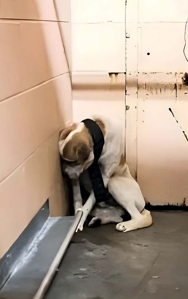 Stephen : Une histoire de sauvetage et de restauration