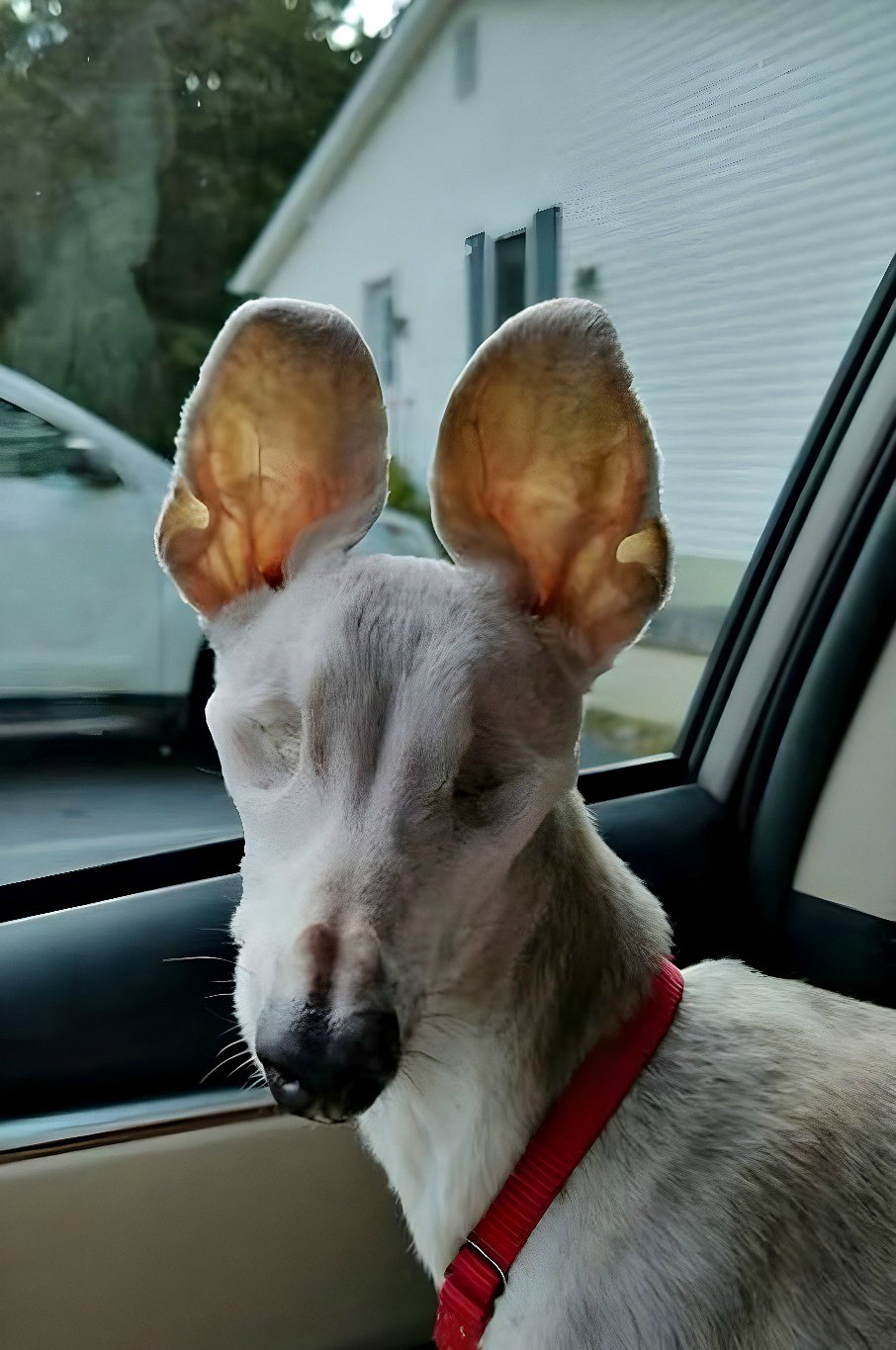 Elle n’a pas bloqué le passage, elle n’a fait aucun bruit