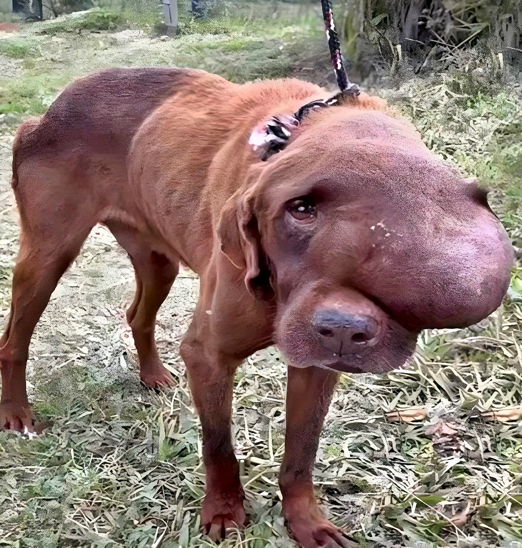 Une femme sauve un chien. Une histoire de guérison et d’amitié.