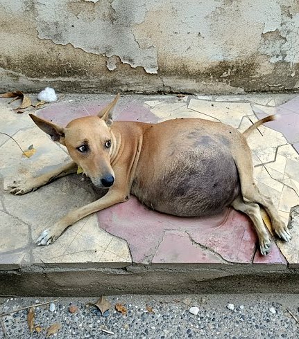 L’histoire d’un chien qui…