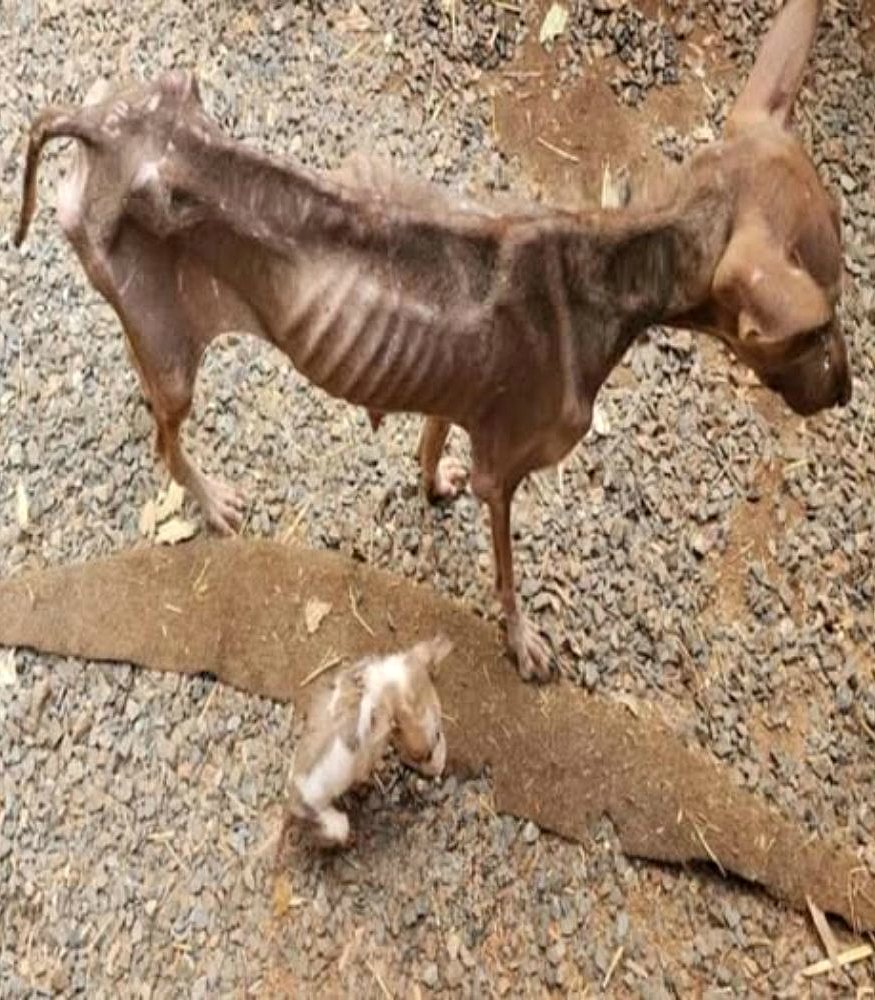 Ne me quitte pas : comment l’instinct maternel a sa∪vé un minuscule chiot