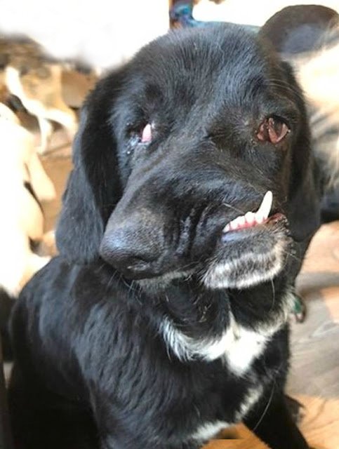 Bethany, la labrador à l’apparence singulière : une histoire de préjugés et d’espoir