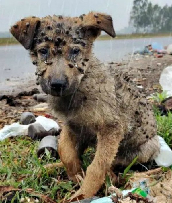 De la décharge au foyer : comment un chien errant a trouvé l’espoir et l’amour