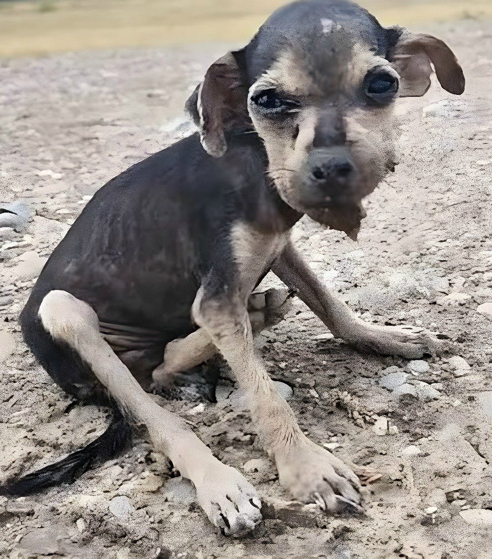 Petit Krosh : Une histoire de sauvetage et de victoires quotidiennes