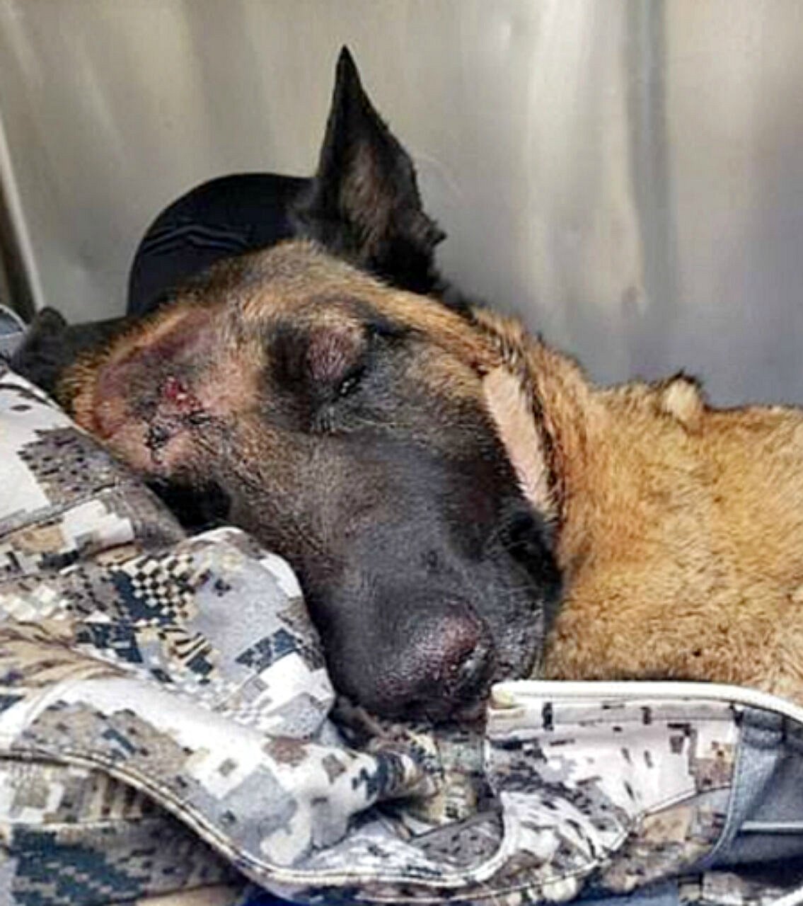 Comment Eva, une Malinoise belge, a sauvé sa maîtresse : une histoire de courage et de guérison