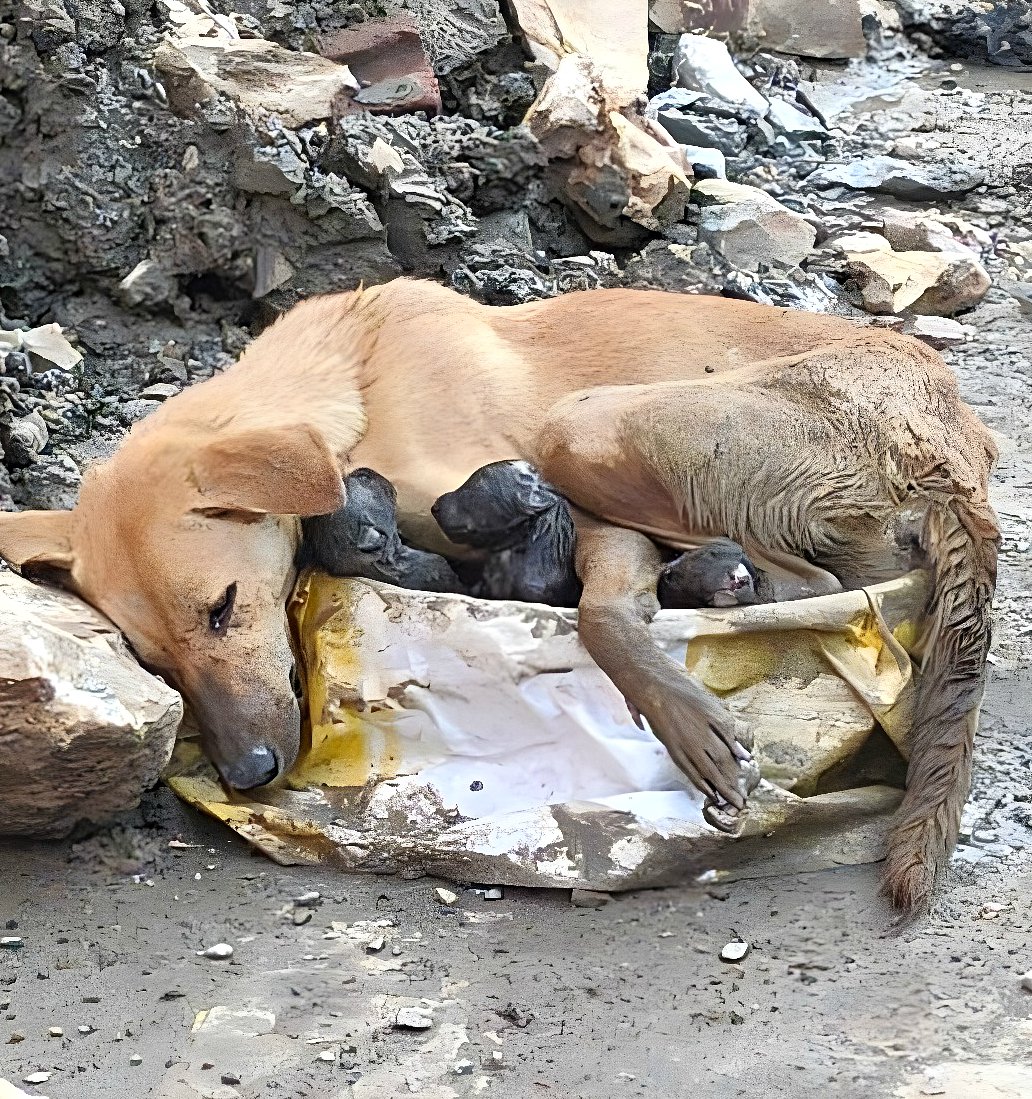Une chienne protégeait ses nouveau-nés dans les ruines.