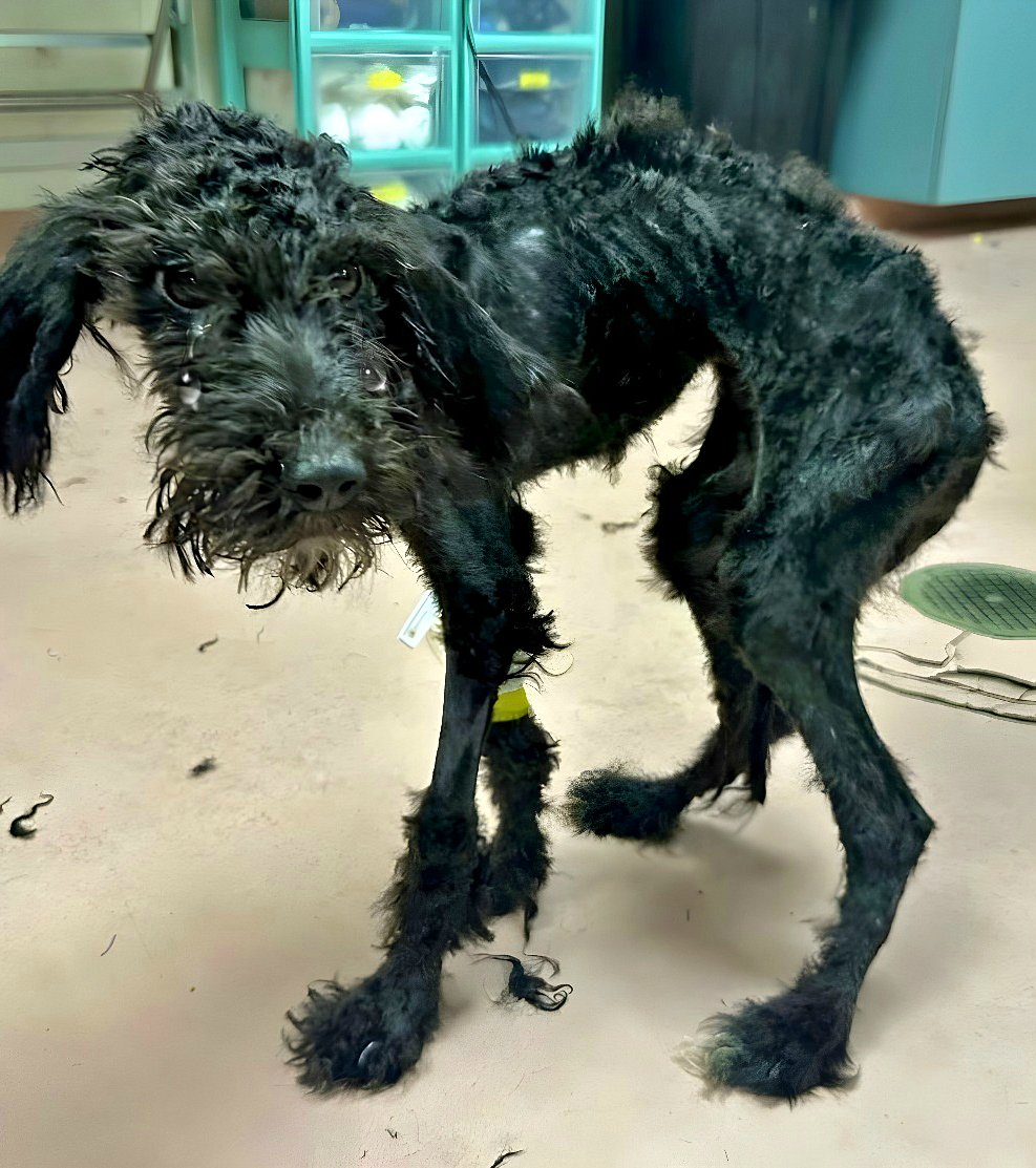 Sauvetage de chiens : comment un simple acte de bonté a tout changé