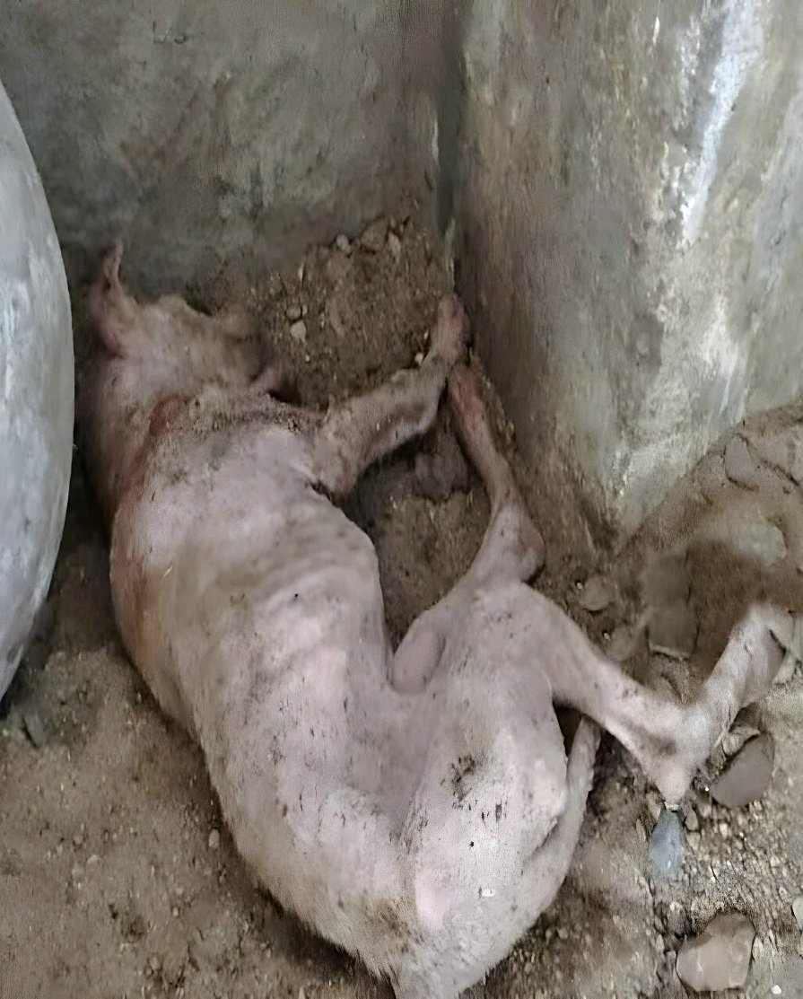 Surmonter le désespoir : l’impressionnant processus de guérison d’un chiot courageux