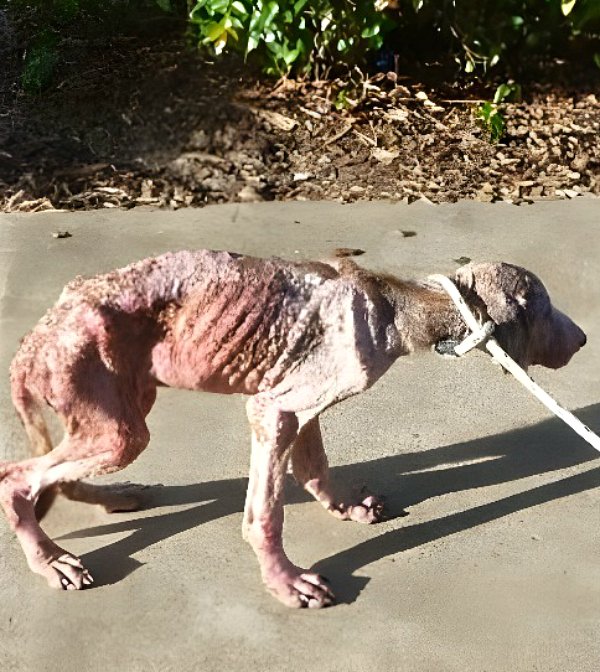 La vie d’un chien fidèle : une histoire de loyauté