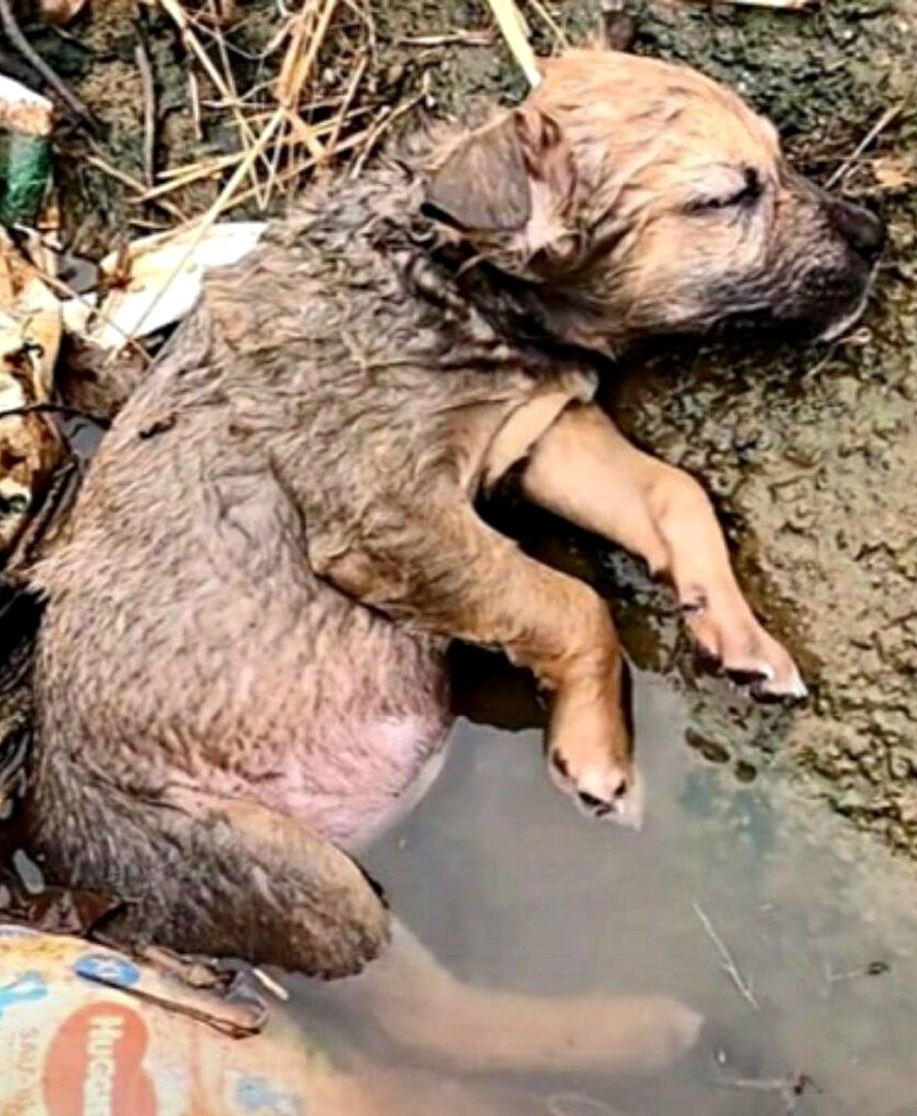 Un chiot abandonné sauvé d’un fossé : comment un inconnu lui a offert une seconde chance