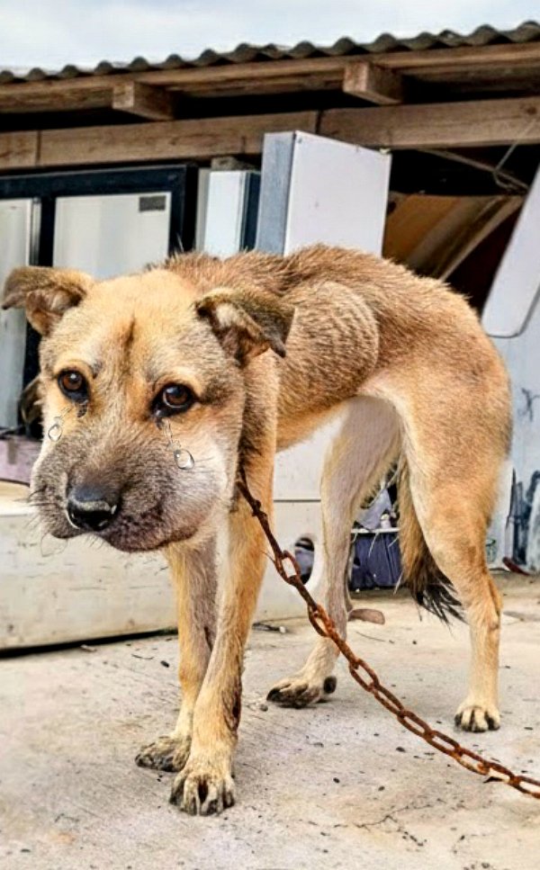Ils l’ont gardé enchaîné à un bloc de béton