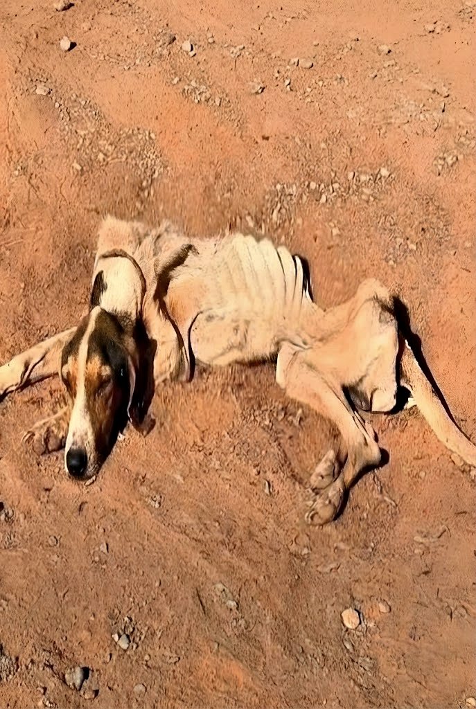 De l’abandon au foyer sûr : l’histoire de Bento — La persévérance d’un chien et une seconde chance