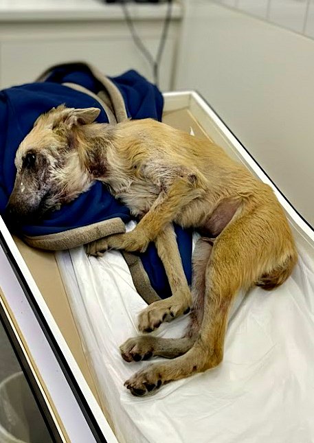 Du désespoir à la joie : comment il a recommencé à vivre.