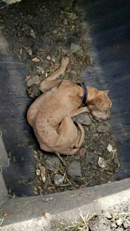 Là où jadis la joie couvait, il ne restait plus que la peur et l’épuisement. Il avait depuis longtemps cessé de croire que…