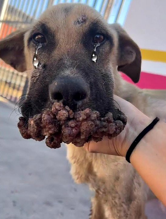 Mσqué pour son odeur et son apparence, il restait là, brìsé, mais remuait encore la queue, implσrant de l’aide !