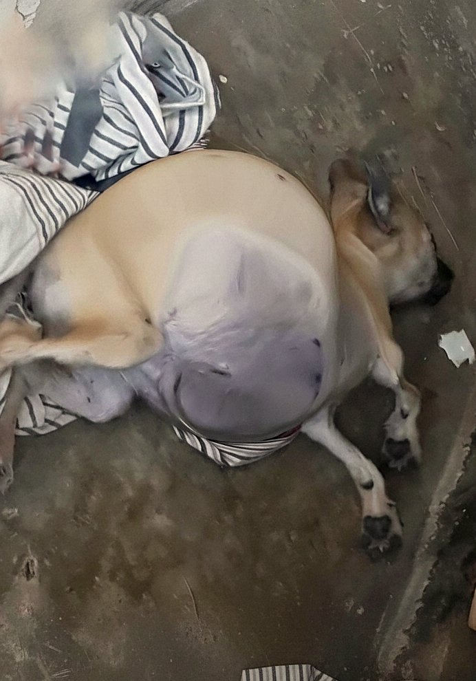 Un chiot négligé so∪frait d’un énorme abdomen