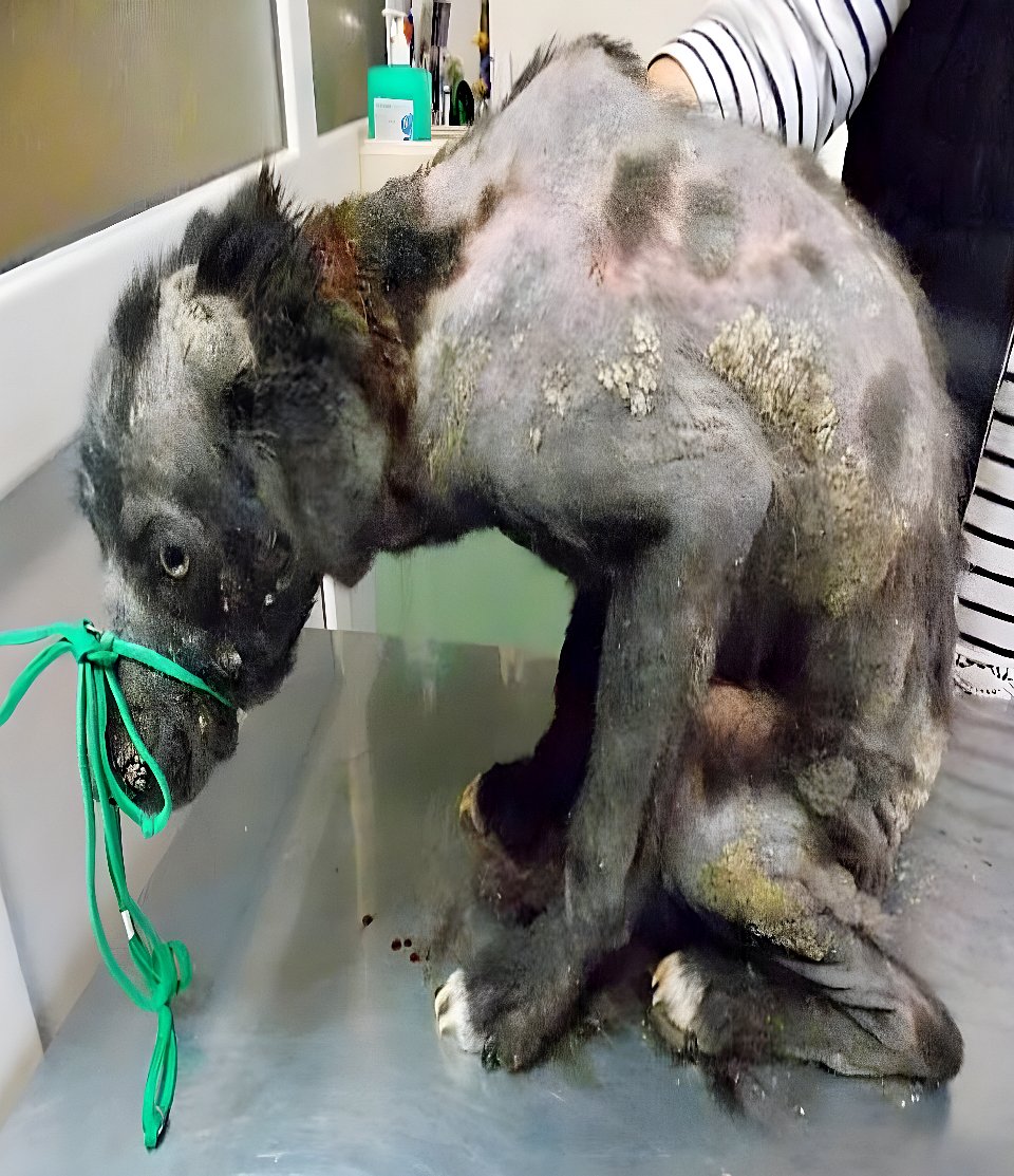 De l’abandon au compagnon adoré : une histoire de sauvetage et de transformation