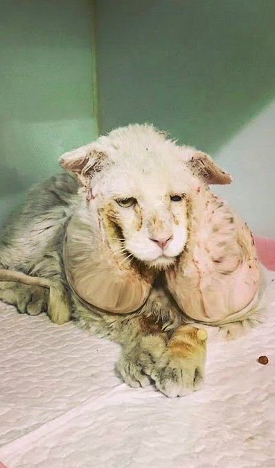 Il ressemblait à un lion avec deux énormes t∪meurs sur le visage ! Ils l’ont abandonné dans la rue…