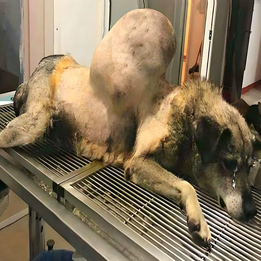 L’histoire de survie de Bunica : comment la compassion et la détermination ont transformé la vie d’une chienne errante