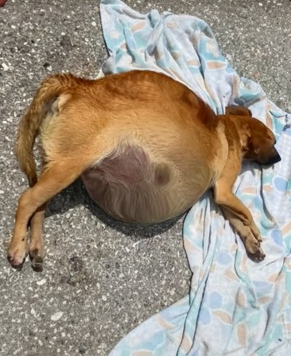 Abandonnée près des ordures, le ventre gonflé et lourd, elle pl℮urait doucement pour que quelqu’un la remarque !