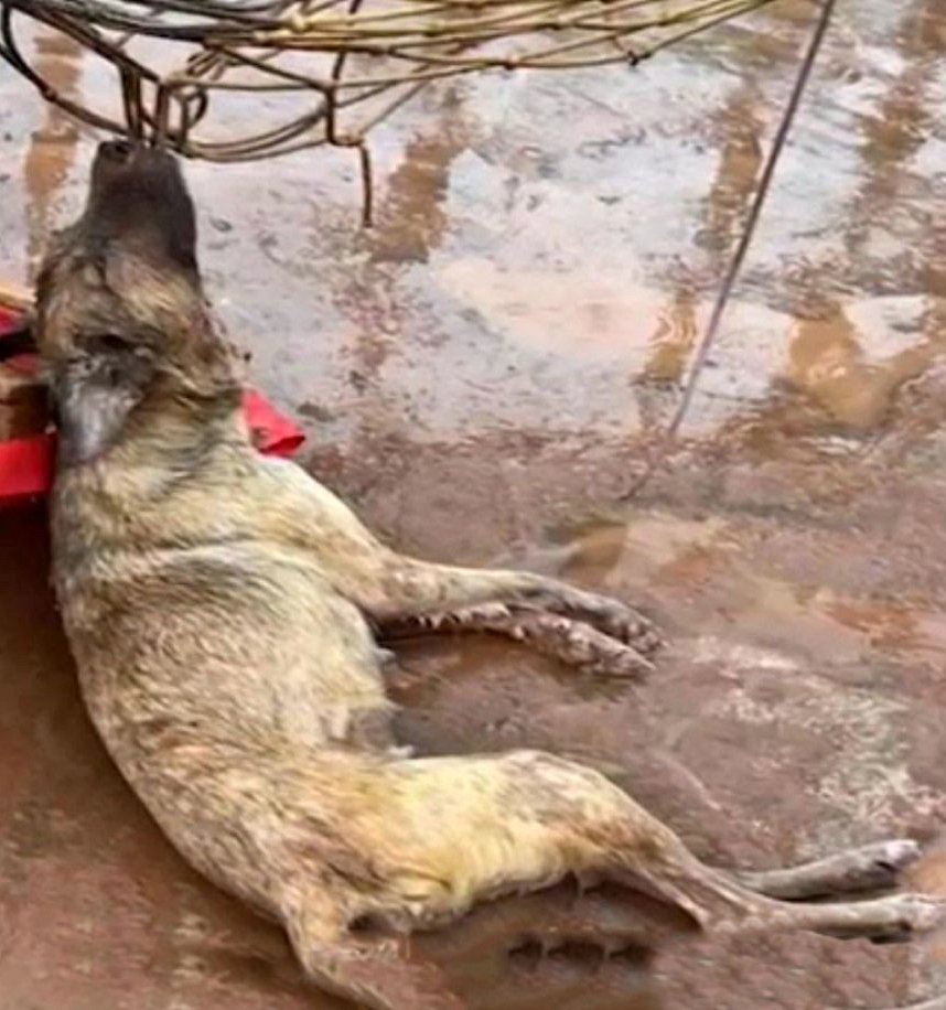 Comment Teddy a échappé aux ténèbres et retrouvé sa maison