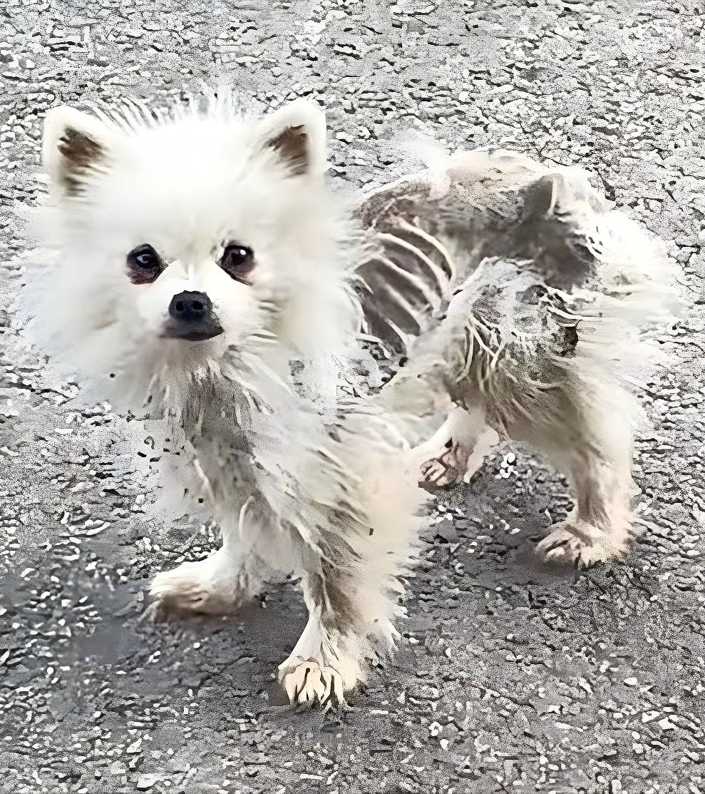 Boule de neige : une histoire d’espoir et de salut