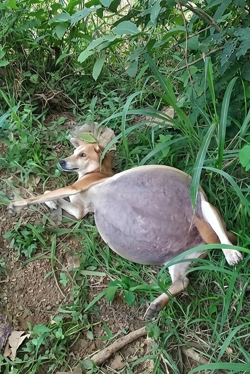 Elle leva la tête et s∪pplia, mais tout le monde l’ignora malgré ses pleurs misérables.