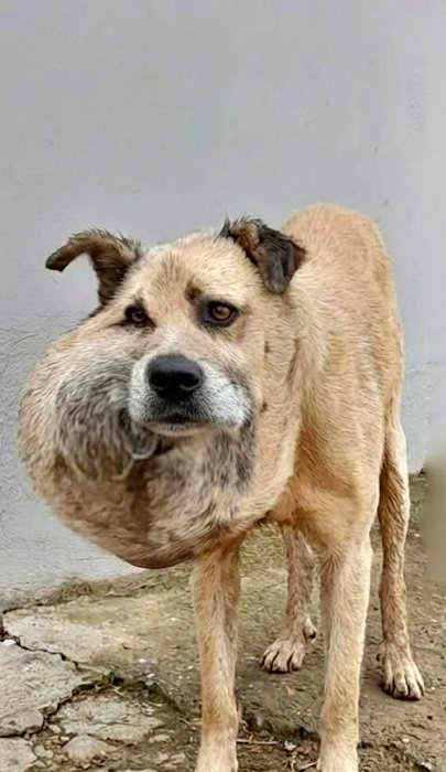 La t∪meur géante qui lui a recouvert le visage toute sa vie jusqu’à ce qu’il soit sauvé !