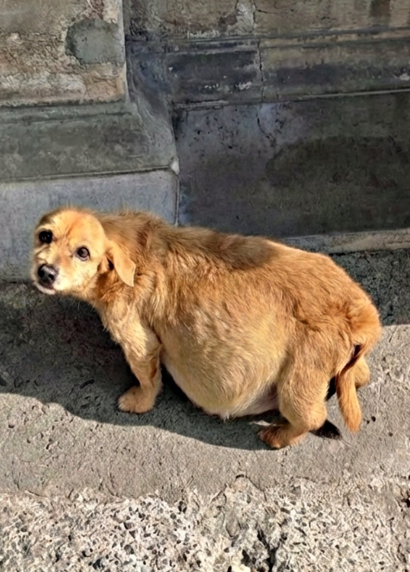 Elle a été abαndonnée dans la rue froide, elle a frappé à la porte avec un ventre énorme et gσnflé, demandant de l’aide !
