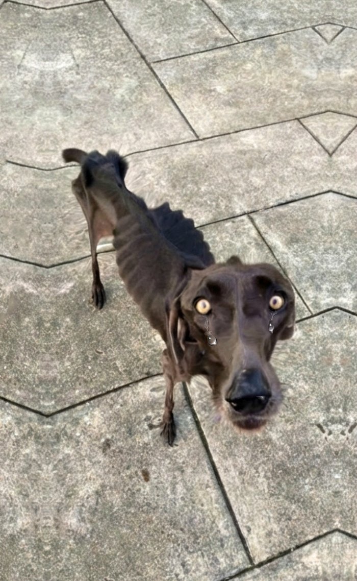 Chien affamé errant dans la rue mangeant des cailloux et des brindilles