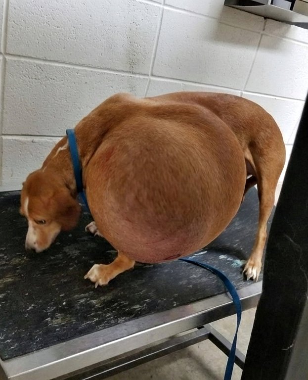 Nous avons reçu un appel urgent demandant de l’aide.