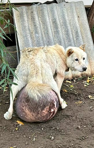Elle vivait dans une minuscule pièce délabrée de moins de 0,5 m² — une énorme t∪meur l’accompagnait depuis toujours !