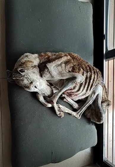 Hunger Has Run Through Veins. He Cowered To Stay Warm…