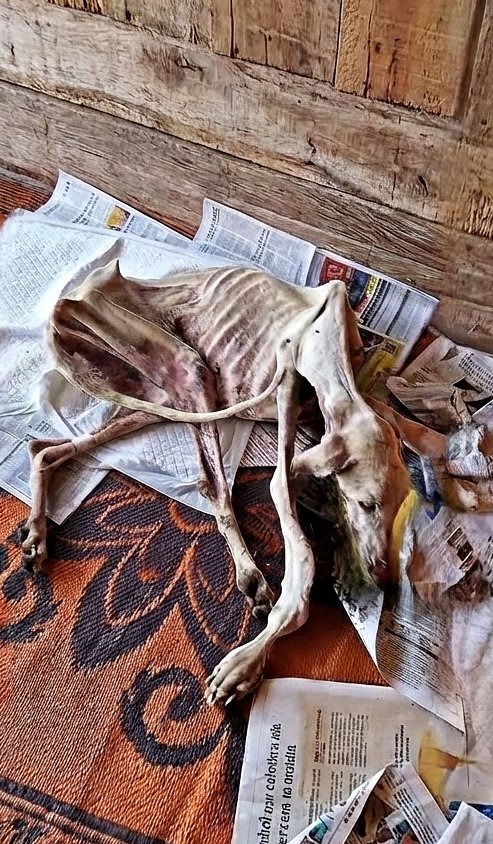 Elle errait partout et, épuisée, sa volonté de survivre l’aida.