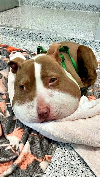 Elle frappait aux portes pour demander de l’aide, elle ne pouvait plus r℮spirer ni aboyer.