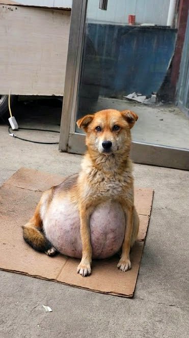 Elle m’a suivie toute la nuit, a failli p℮rdre la vie, puis a retrouvé l’espoir, l’amour et son foyer !