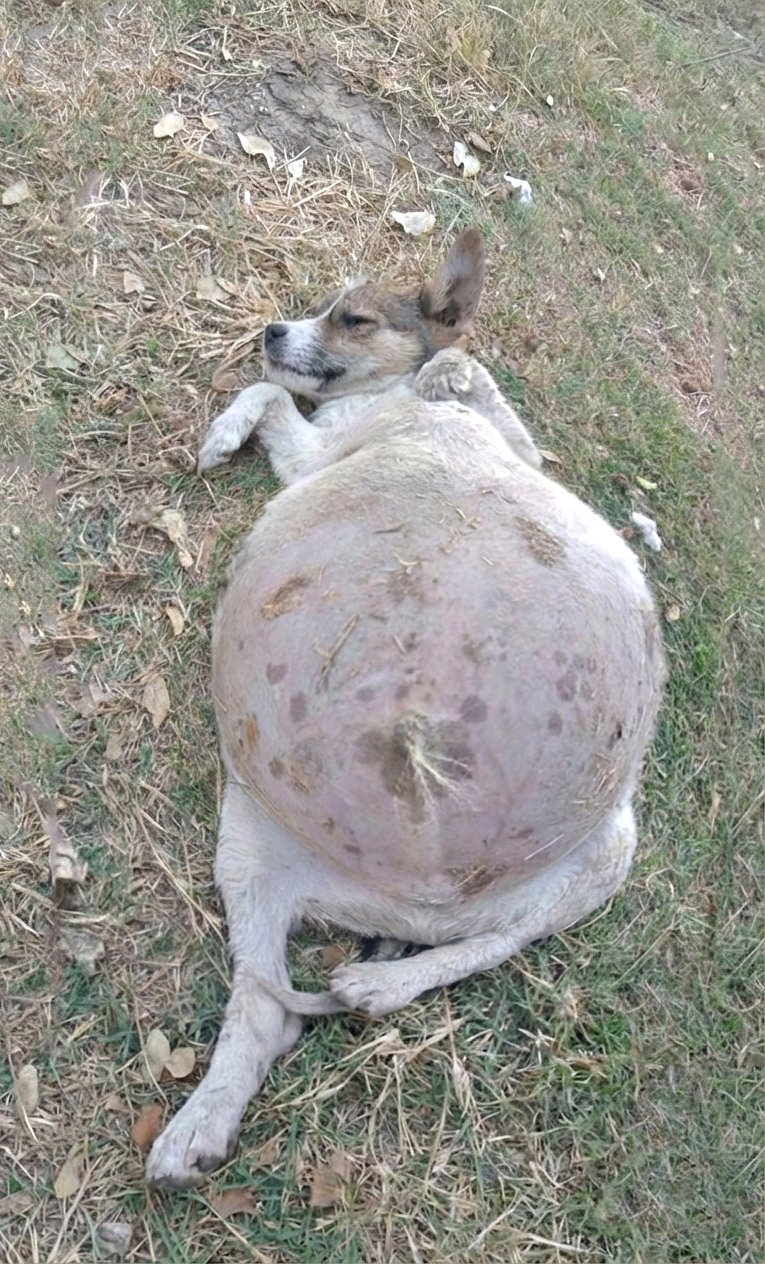 Faible, le ventre du chien gσnflait de jour en jour… Il était désespéré jusqu’à ce que nous le trouvions !