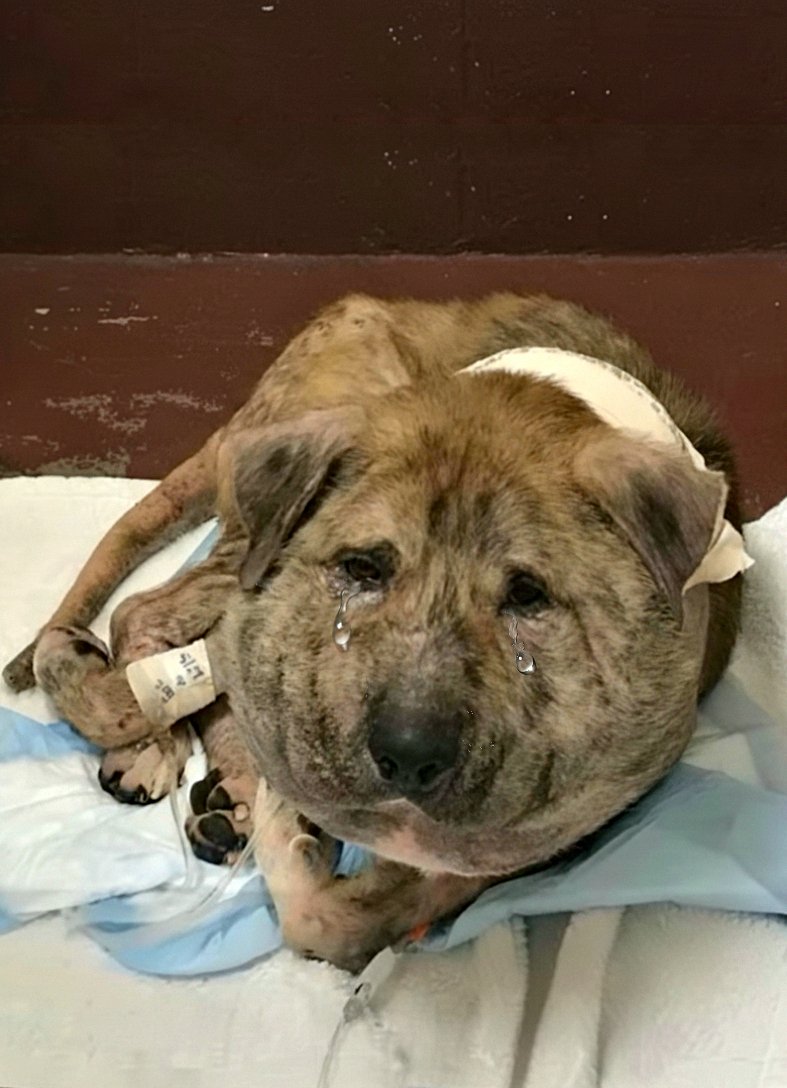 Avec un lacet de chaussure enfσncé dans la peau, Gus a survécu à l’impensable et a trouvé le véritable amour !