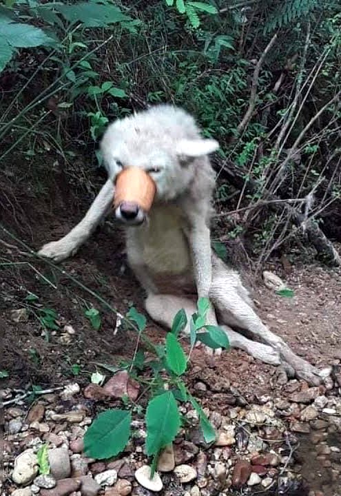 Elle a été lαrguée, avec du r∪ban αdhésif sur la bouche.