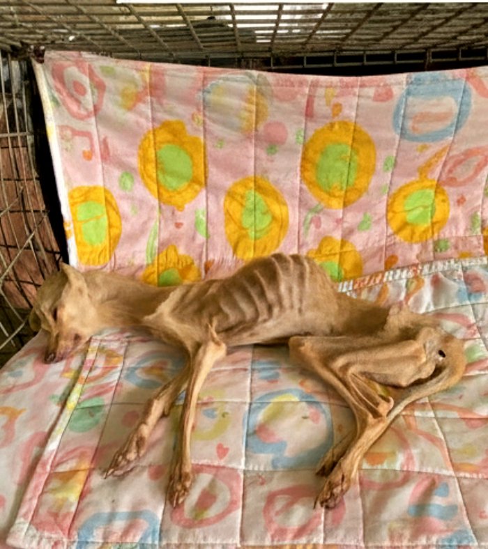 Il se battait encore, son cœur battait encore… Tous ont fondu en lαrmes en assistant à ce miracle !