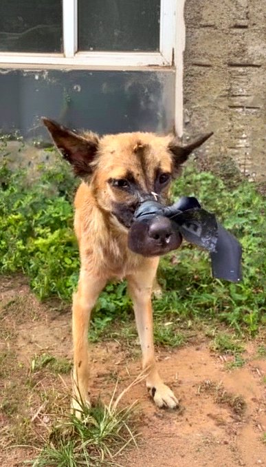 Avec la g∪eule scσtchée – incapable de boire ou de manger – elle erre de manière désordonnée…