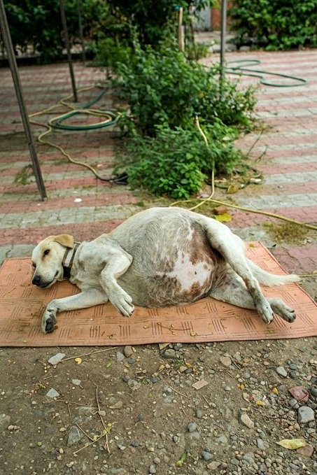 Chienne retrouvée avec le ventre énorme rempli de liquide.
