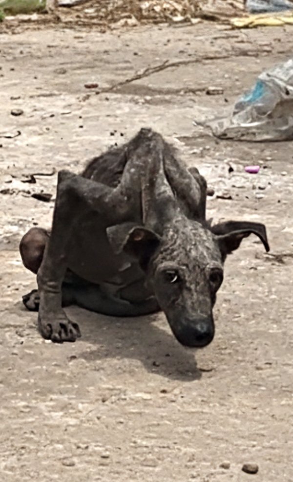 Un chien errant, maigre comme une chauve-souris, dans une décharge, une femme angélique l’a recueilli et soigné avec amour.